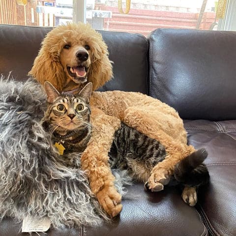 CAT-FRIENDLY DOG BREEDS - POODLE