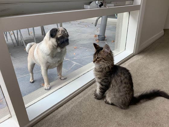 CAT-FRIENDLY DOG BREEDS - PUG