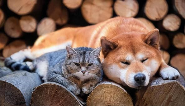 CAT-FRIENDLY DOG BREEDS - SHIBA INU