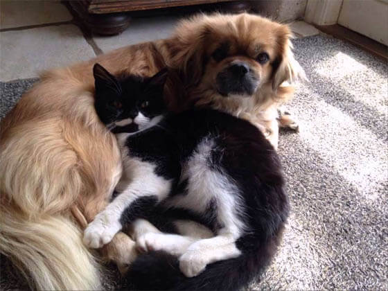 CAT-FRIENDLY DOG BREEDS - TIBETAN SPANIEL