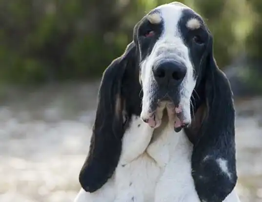 MODERN EXTINCT DOG BREEDS