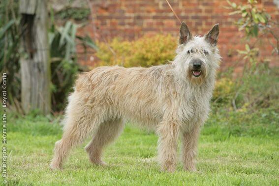 MODERN EXTINCT DOG BREEDS