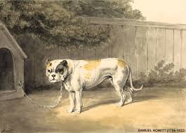 ANTIQUE EXTINCT DOG BREEDS