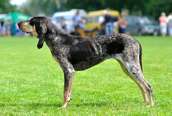ANTIQUE EXTINCT DOG BREEDS