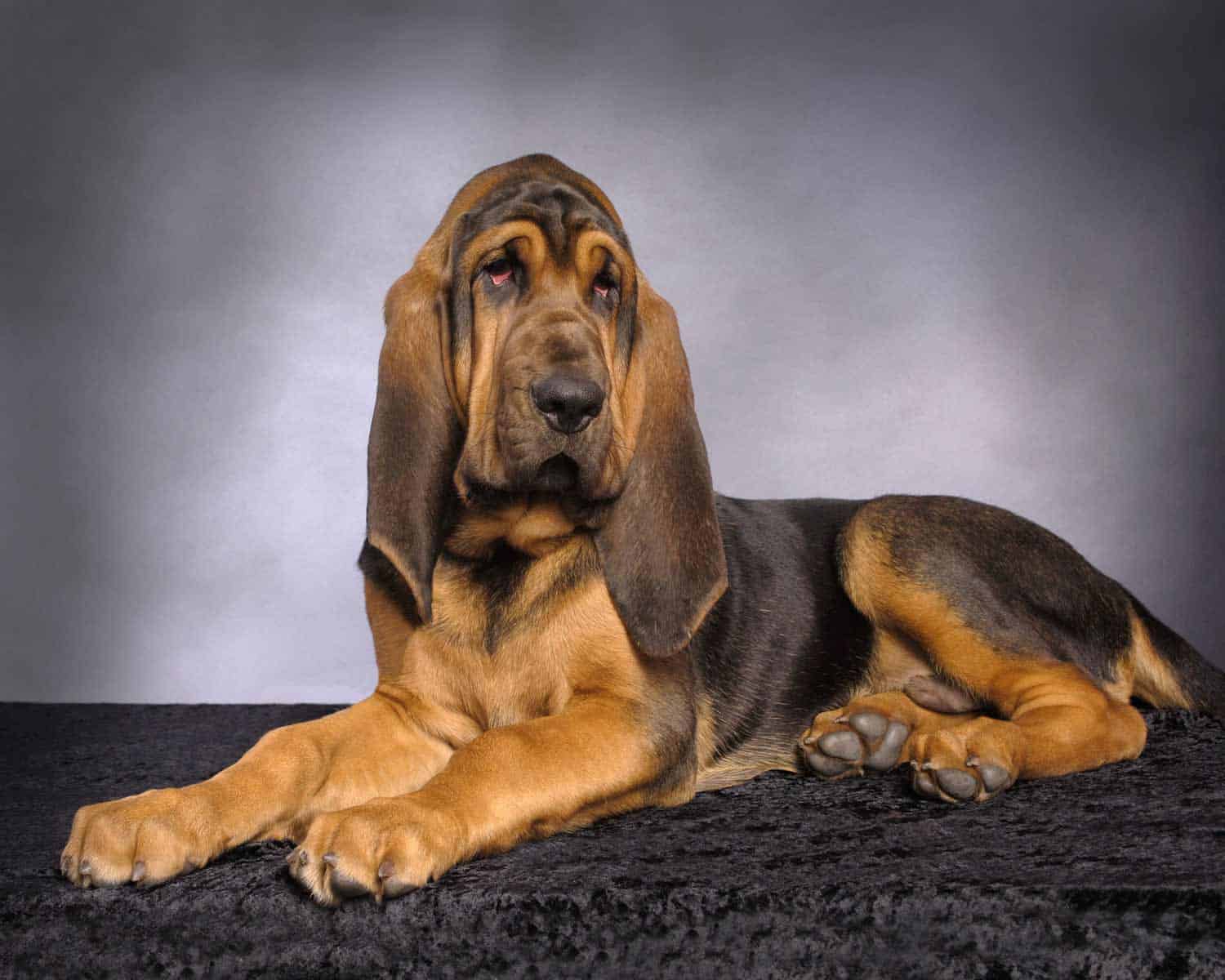 ANTIQUE EXTINCT DOG BREEDS