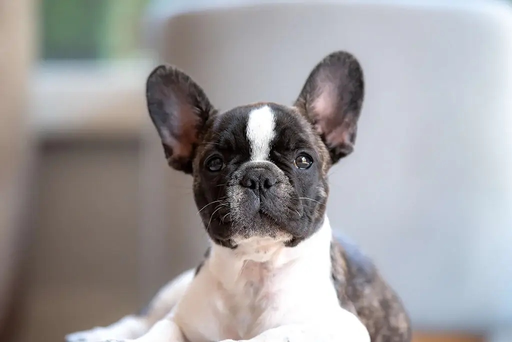Famous and funny dog phrases, idioms, expressions, words