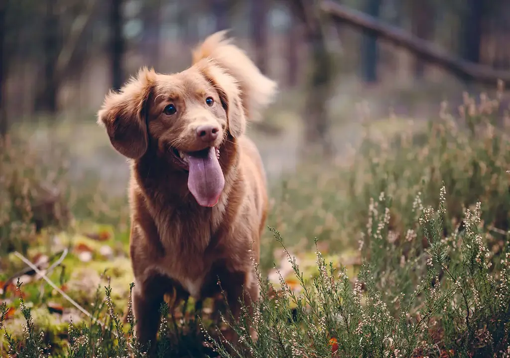 Famous and funny dog phrases, idioms, expressions, words