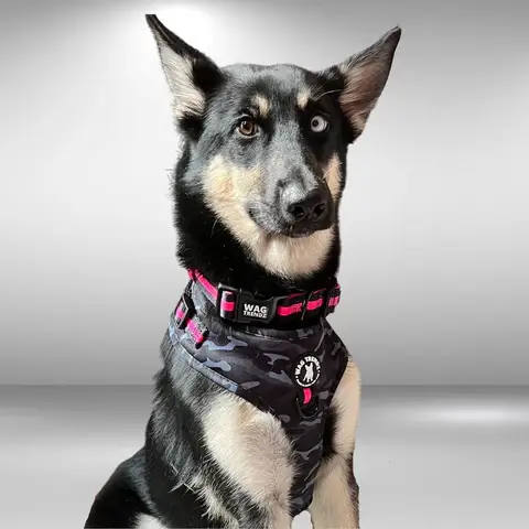 Famous and funny dog phrases, idioms, expressions, words