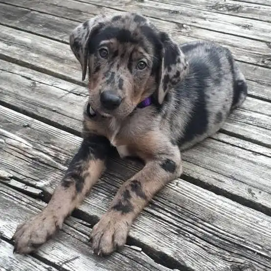 Dog Facts, Stories, Stereotypes and Myths