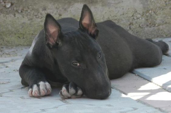 Dog Myths, Facts, Stories and Stereotypes