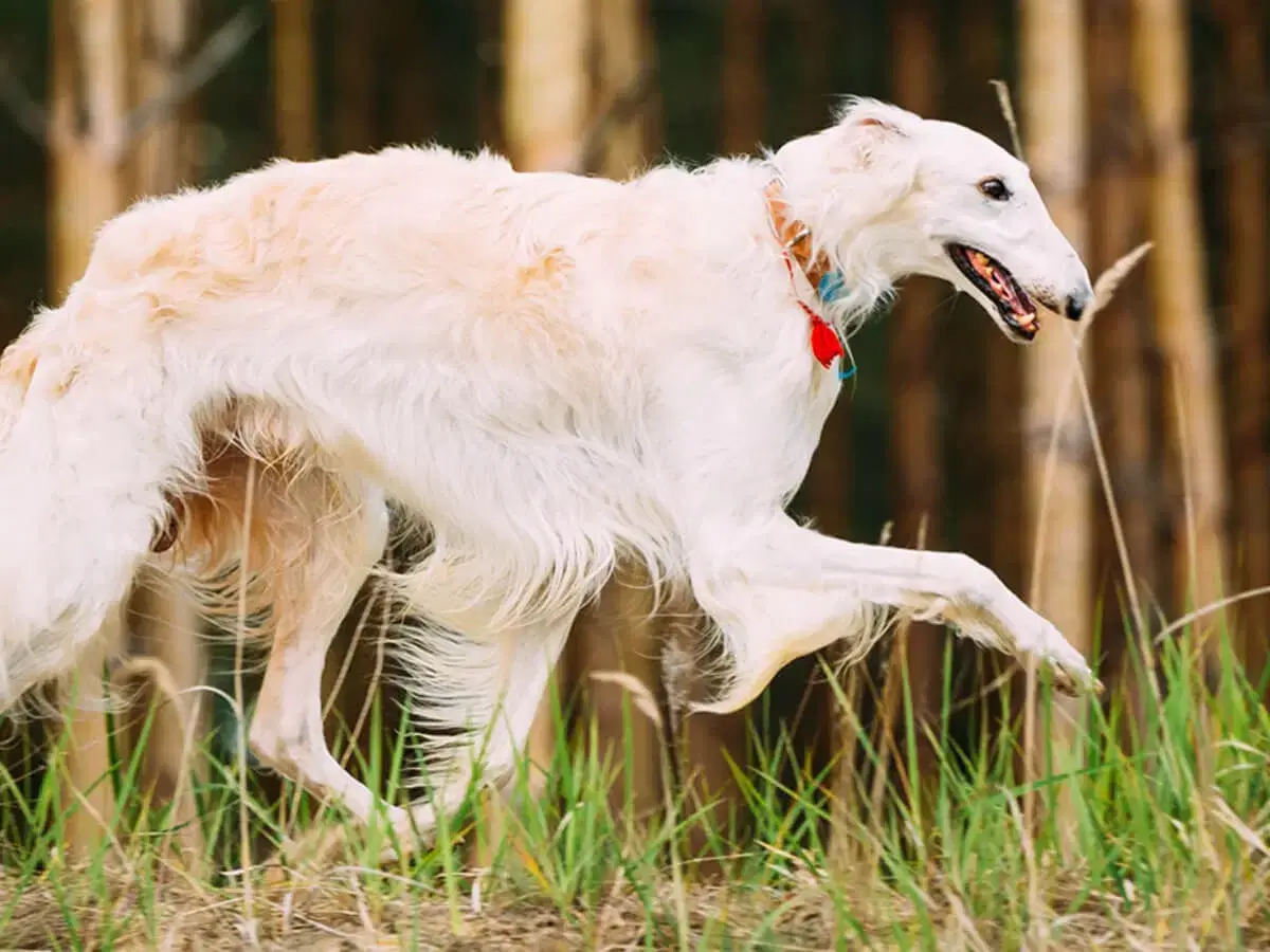 Dog Facts, Stories, Stereotypes and Myths