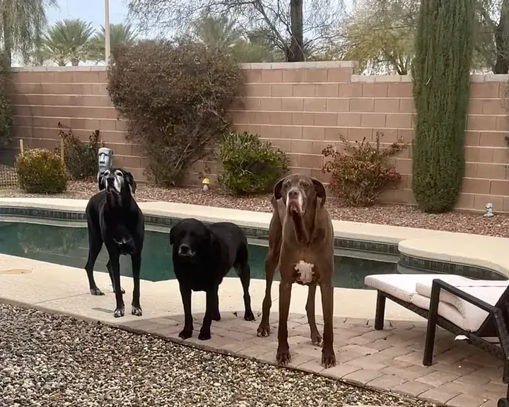 NATURAL DOG INSTINCTS