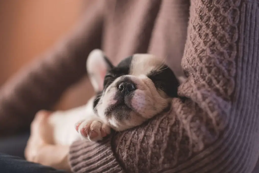 Famous and funny dog phrases, idioms, expressions, words