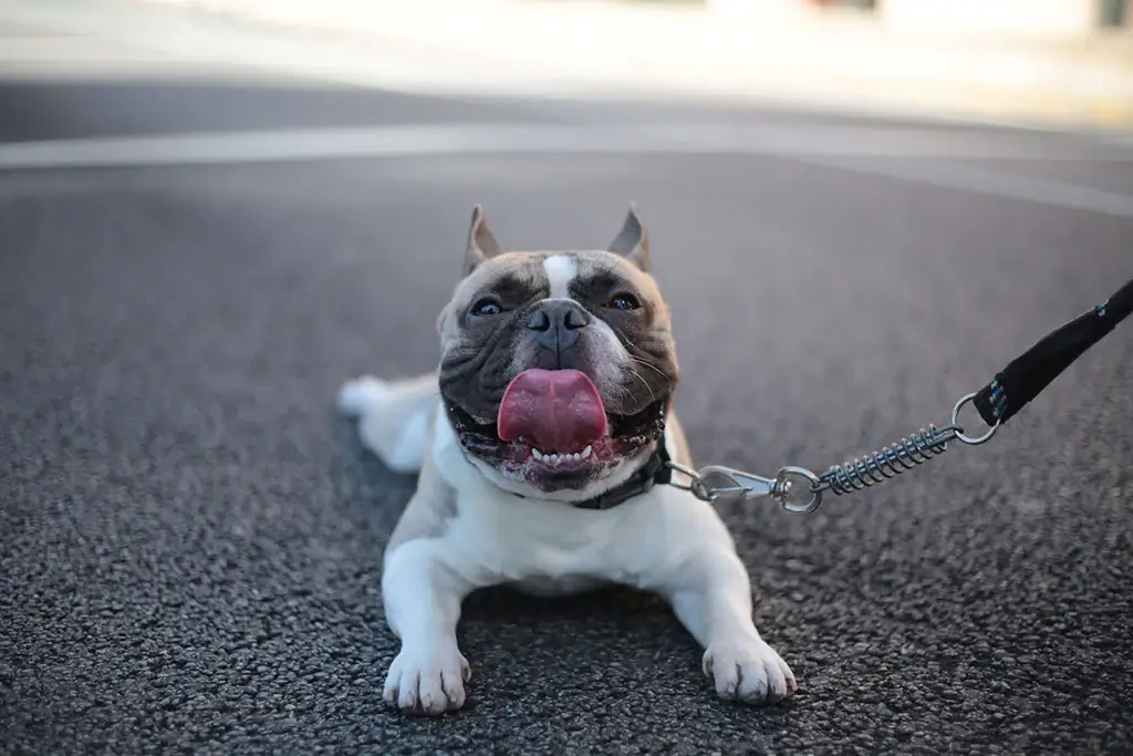 Famous and funny dog phrases, idioms, expressions, words