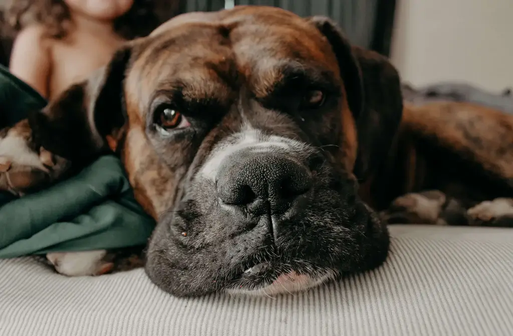 Famous and funny dog phrases, idioms, expressions, words