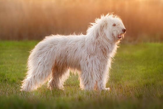 Dog Facts, Stories, Stereotypes and Myths