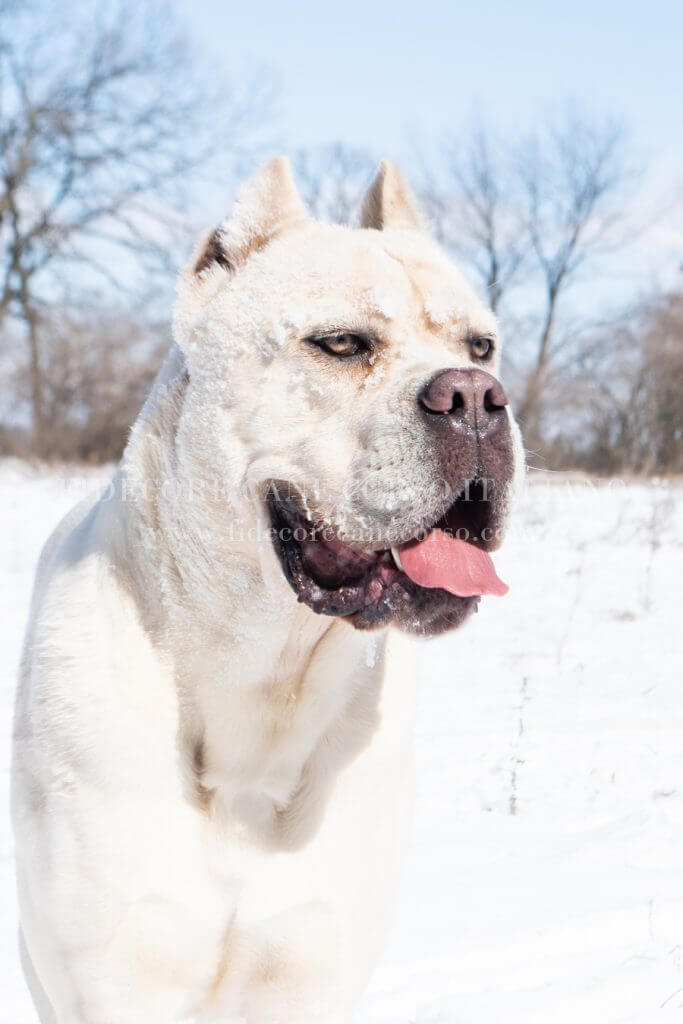 WHITE DOG BREEDS - CANE CORSO