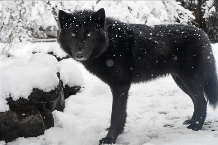Dog Facts, Stories, Stereotypes and Myths