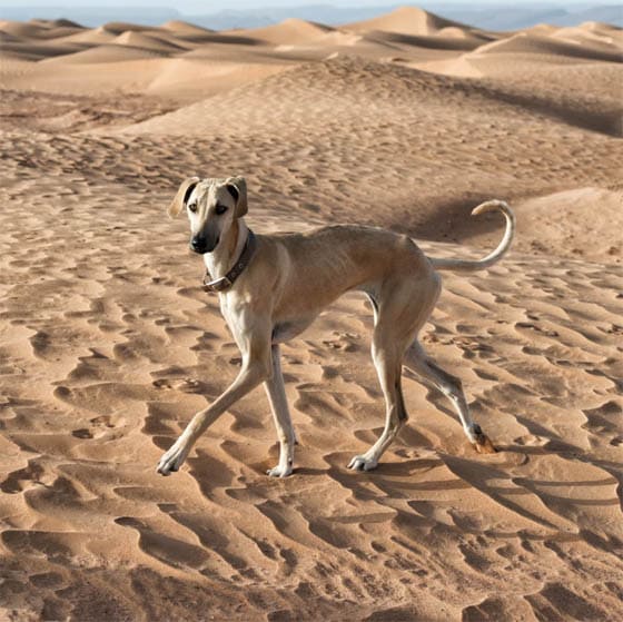 Extraordinary Dog Breeds - AZAWAKH