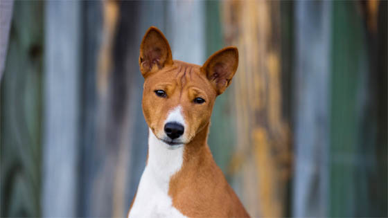 Extraordinary Dog Breeds - BASENJI