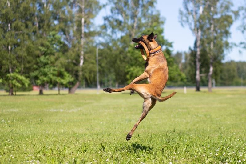 Extraordinary Dog Breeds - BELGIAN MALINOIS