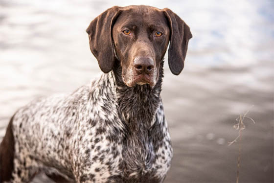 Extraordinary Dog Breeds - GERMAN SHORTHAIRED POINTER