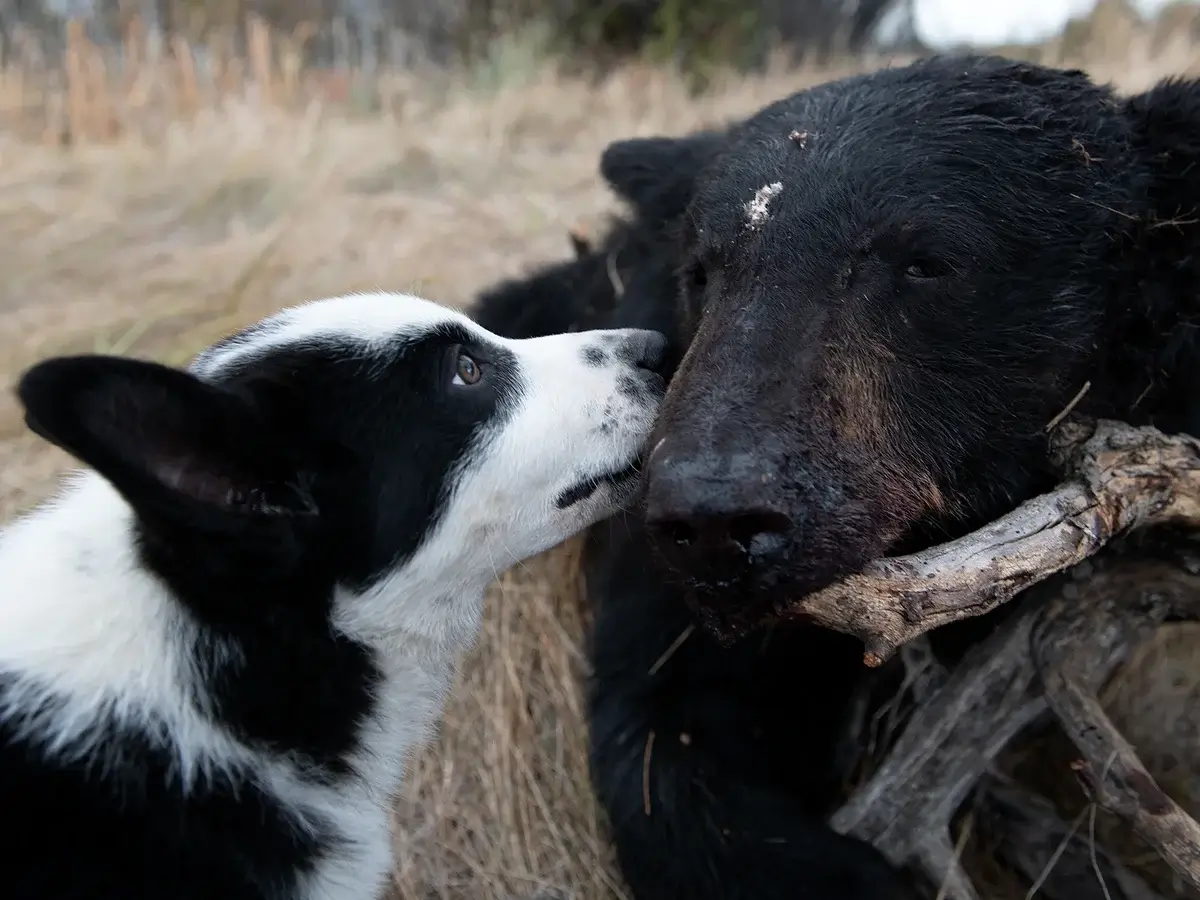Extraordinary Dog Breeds - KARELIAN BEAR DOG