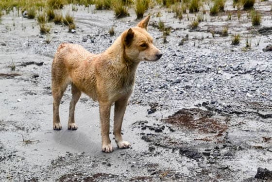 Extraordinary Dog Breeds - NEW GUINEA SINGING DOG