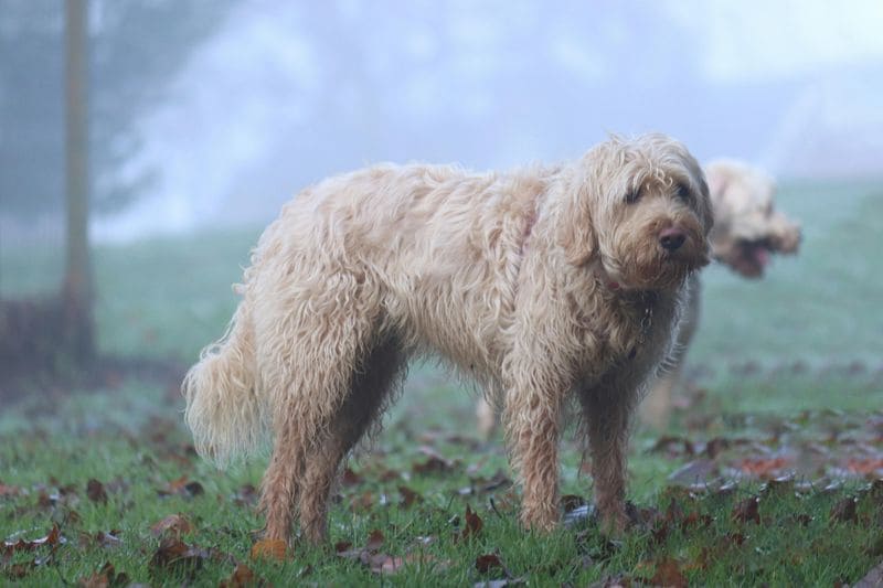 Extraordinary Dog Breeds - OTTERHOUND