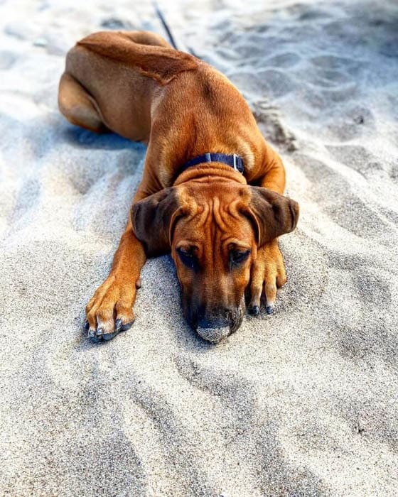 Extraordinary Dog Breeds - PHU QUOC RIDGEBACK