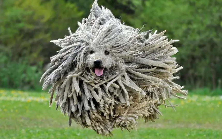 Extraordinary Dog Breeds - PULI
