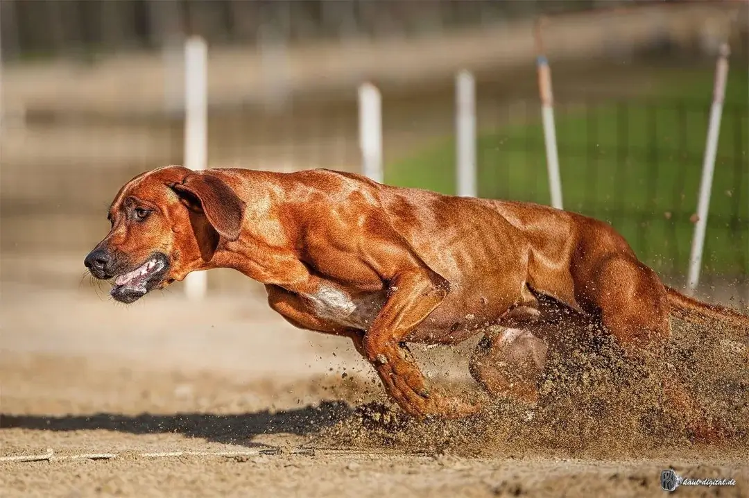 Extraordinary Dog Breeds - RHODESIAN RIDGEBACK