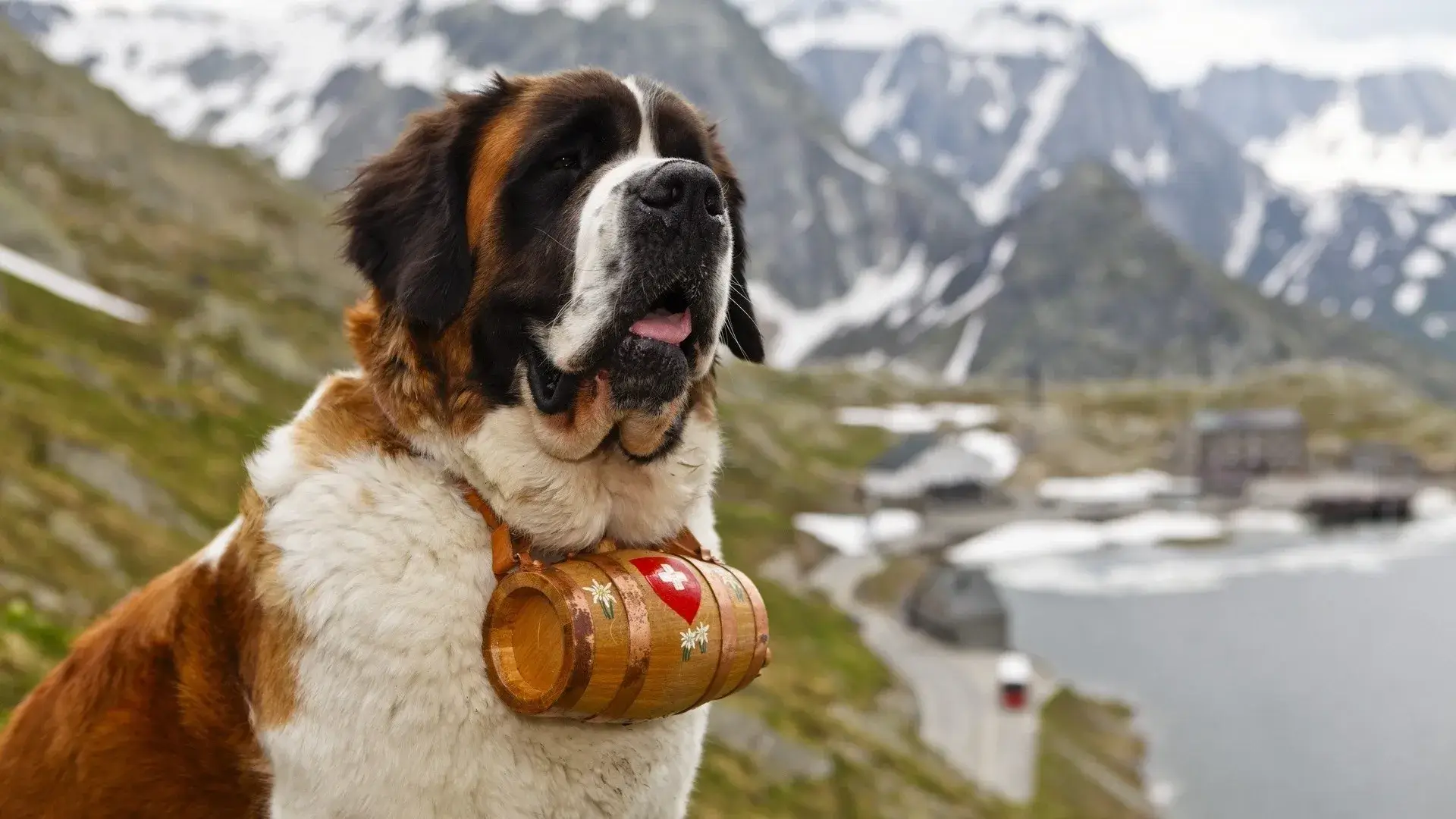 Extraordinary Dog Breeds - SAINT BERNARD