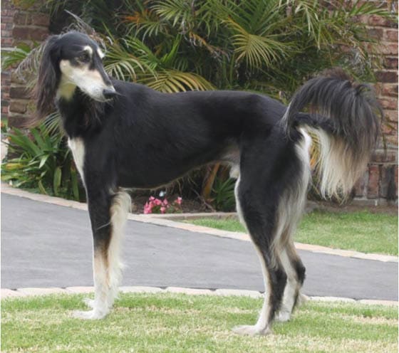 Extraordinary Dog Breeds