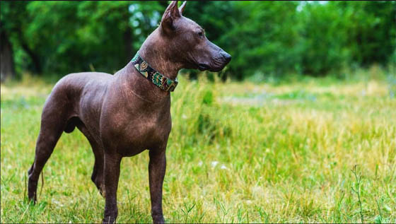 Extraordinary Dog Breeds - XOLOITZCUINTLI