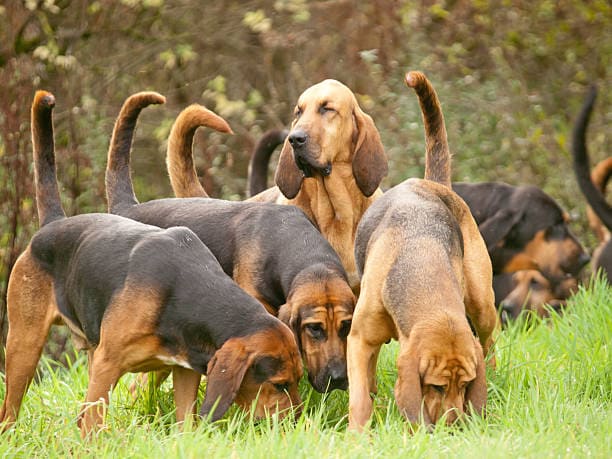 Extraordinary Dog Breeds - BLOODHOUND