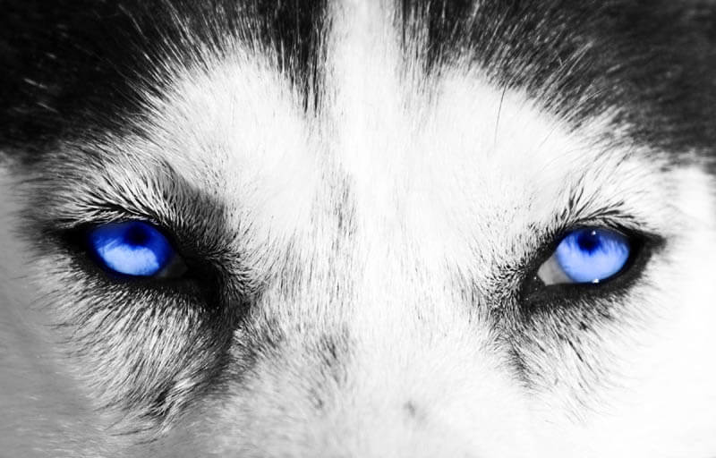 Blue-Eyed Dog Breeds