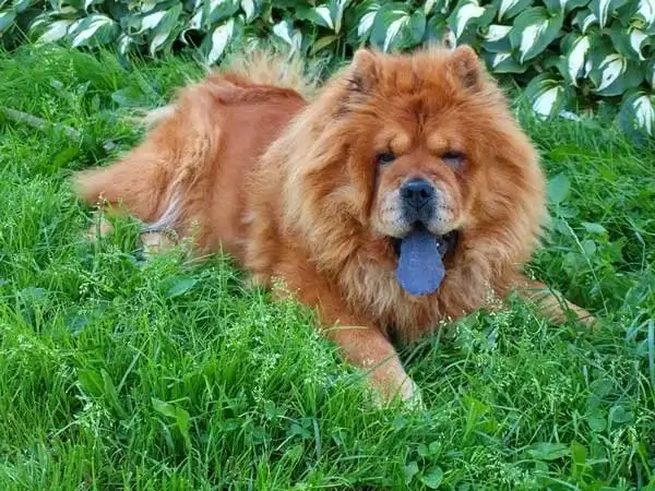 Extraordinary Dog Breeds - CHOW CHOW