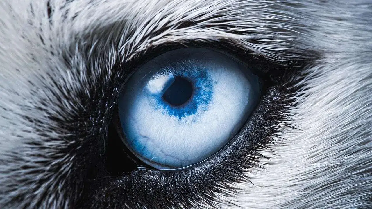 Blue-Eyed Dog Breeds