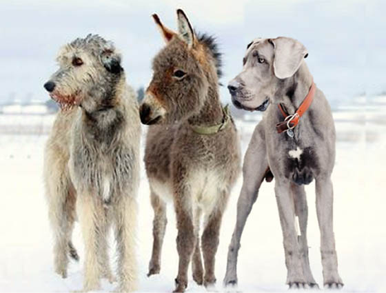Extraordinary Dog Breeds - IRISH WOLFHOUND