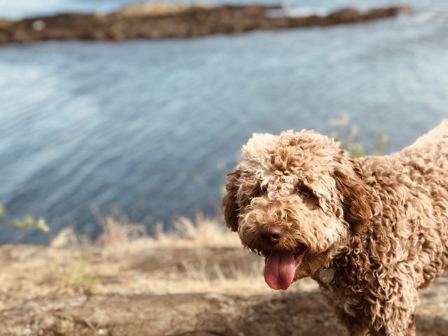 Extraordinary Dog Breeds - LAGOTTO ROMAGNOLO