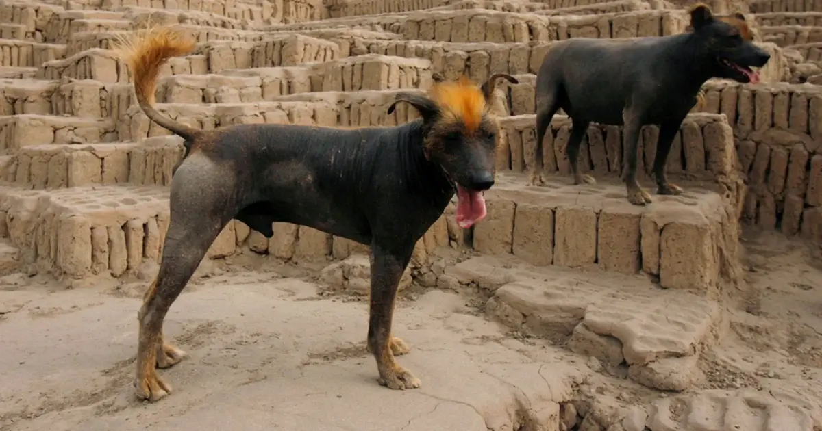 Extraordinary Dog Breeds - PERUVIAN INCA ORCHID