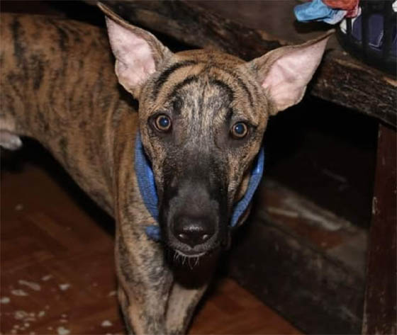 Extraordinary Dog Breeds - PHILIPPINES FOREST DOG