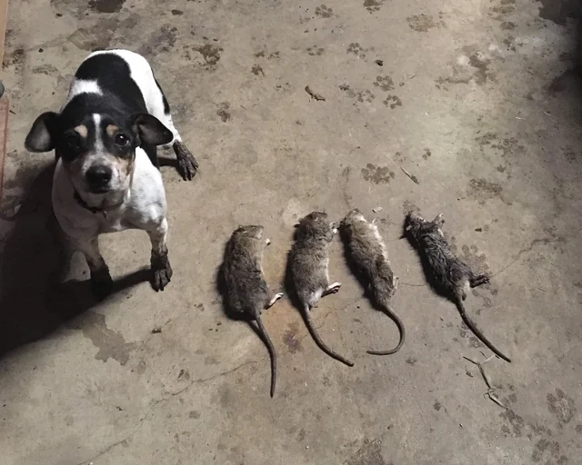 Extraordinary Dog Breeds - RAT TERRIER