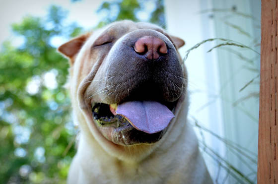 Extraordinary Dog Breeds - CHINESE SHAR PEI