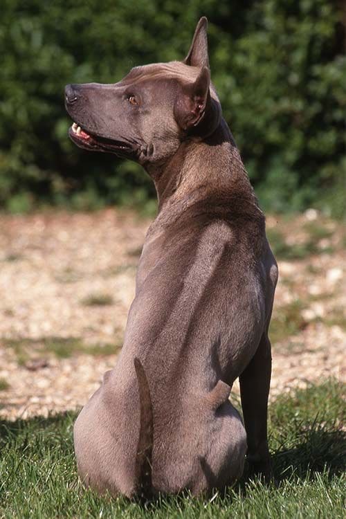 Extraordinary Dog Breeds - THAI RIDGEBACK