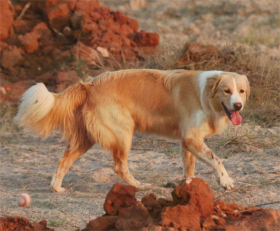 MOUNTAIN DOG BREEDS - AIDI ATLAS MOUNTAIN DOG