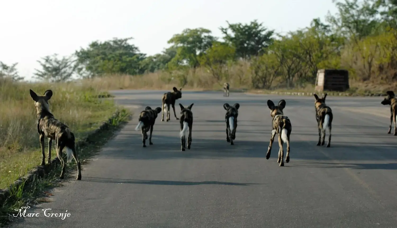 AFRICAN WILD DOGS