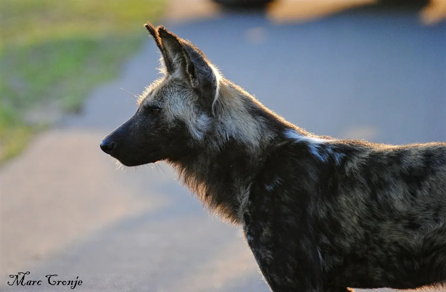 BEST LOCATIONS TO SEE AFRICAN WILD DOGS in AFRICA, WHERE TO SEE WILD DOGS
