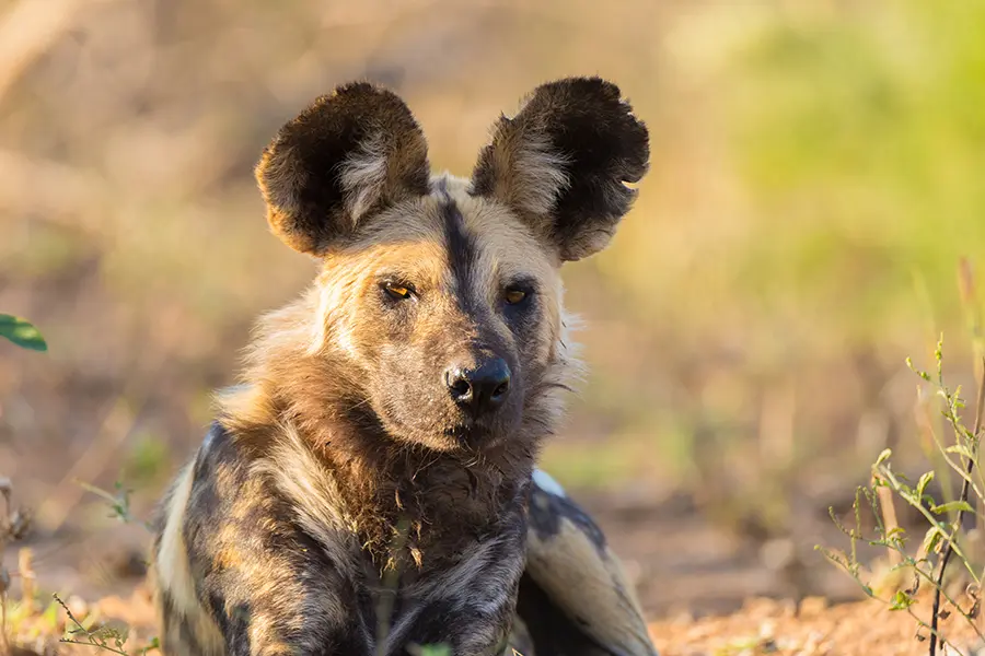 THE MYSTERIOUS AFRICAN WILD DOG - MYTHS & FACTS